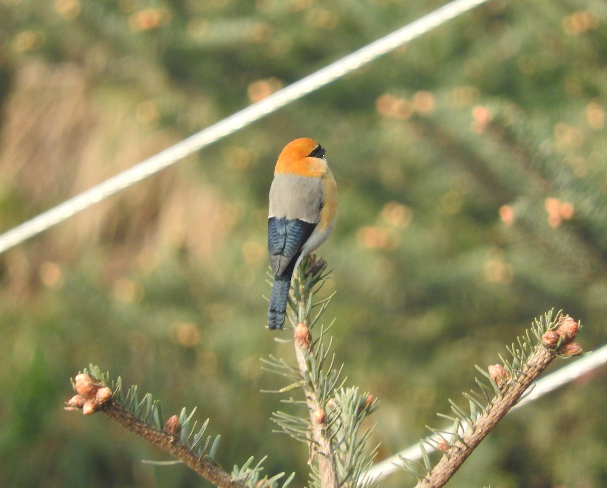 Red-headed Bullfinch - ML650321880