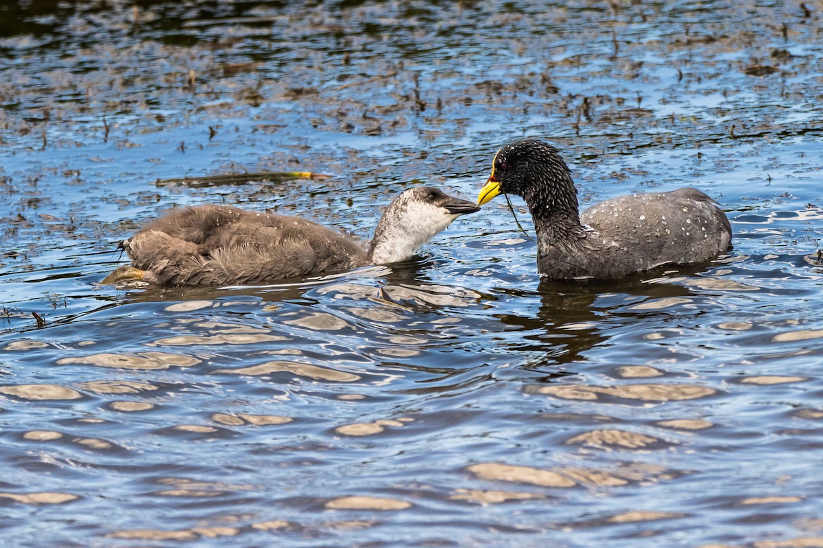 Red-gartered Coot - ML650321958
