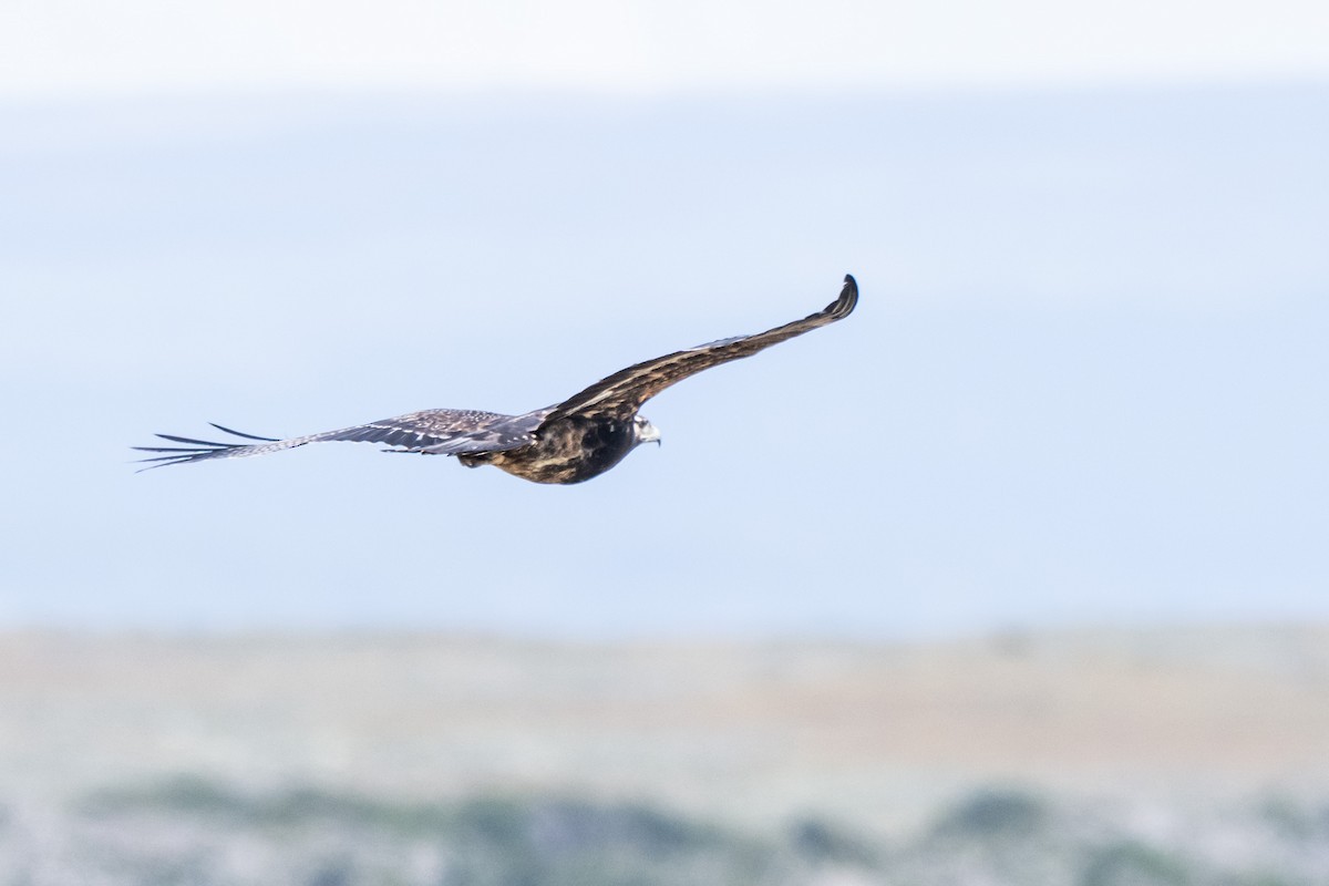 Black-chested Buzzard-Eagle - ML650322014