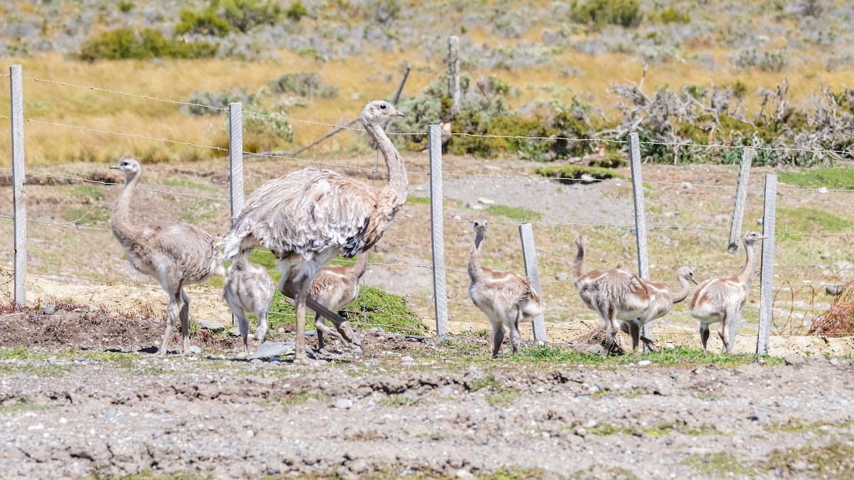 Lesser Rhea - ML650322073