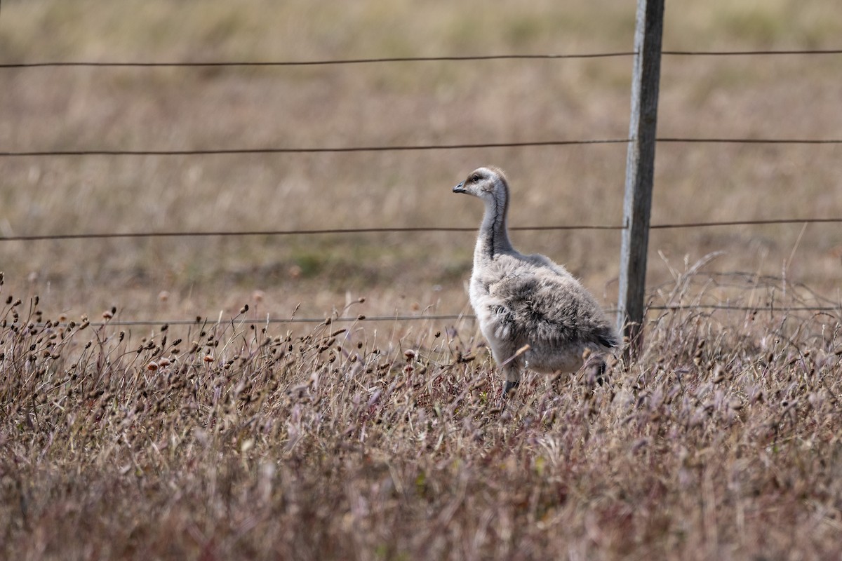 Upland Goose - ML650322082