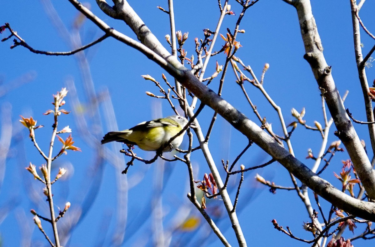 Blue-headed Vireo - ML650322332