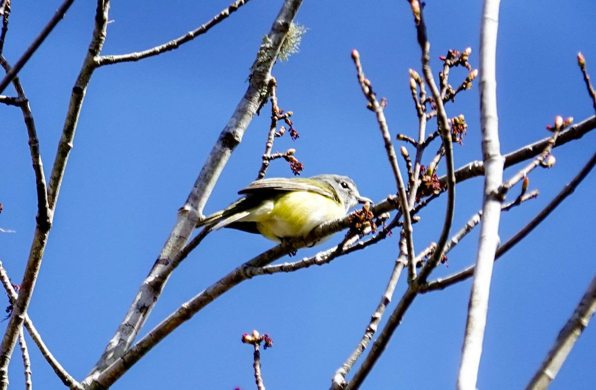 Blue-headed Vireo - ML650322334
