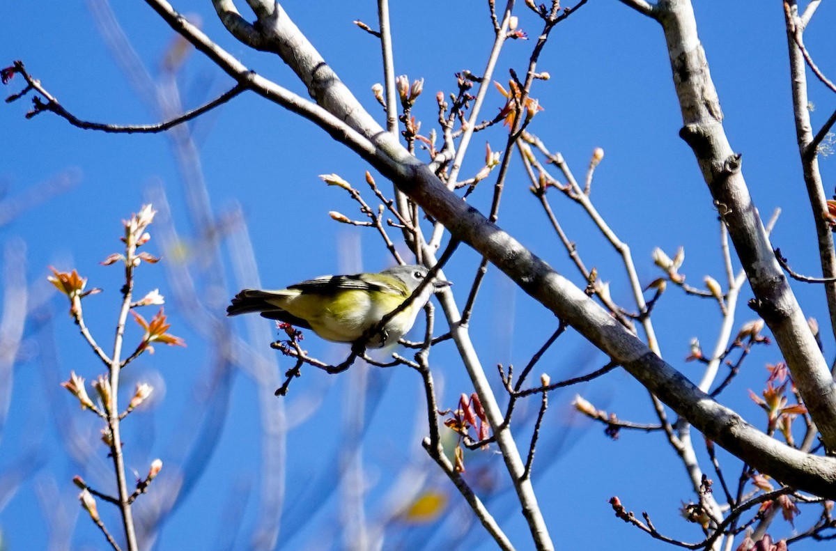 Blue-headed Vireo - ML650322335