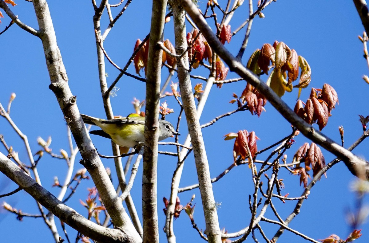 Blue-headed Vireo - ML650322336