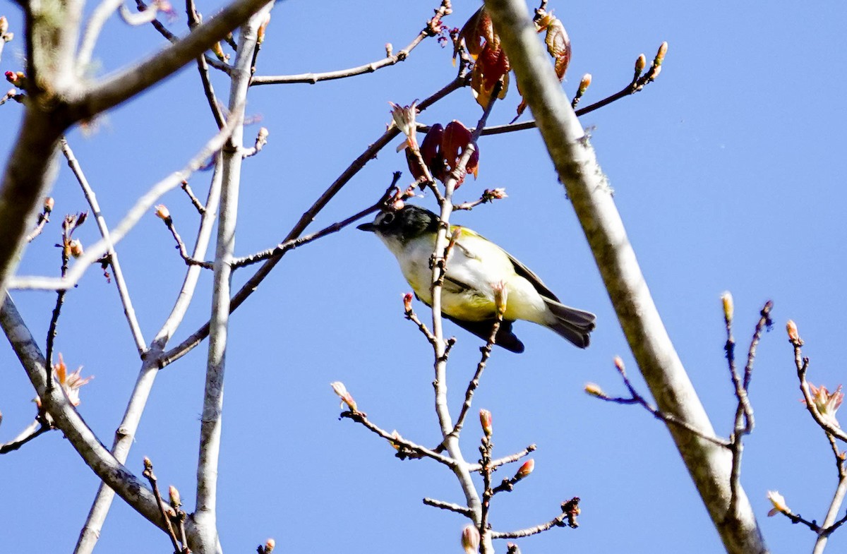 Blue-headed Vireo - ML650322337