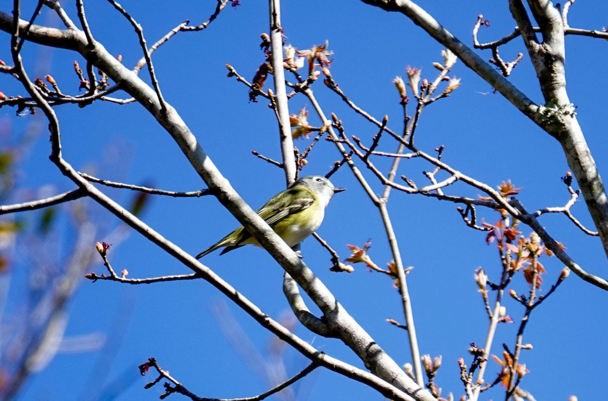 Blue-headed Vireo - ML650322341