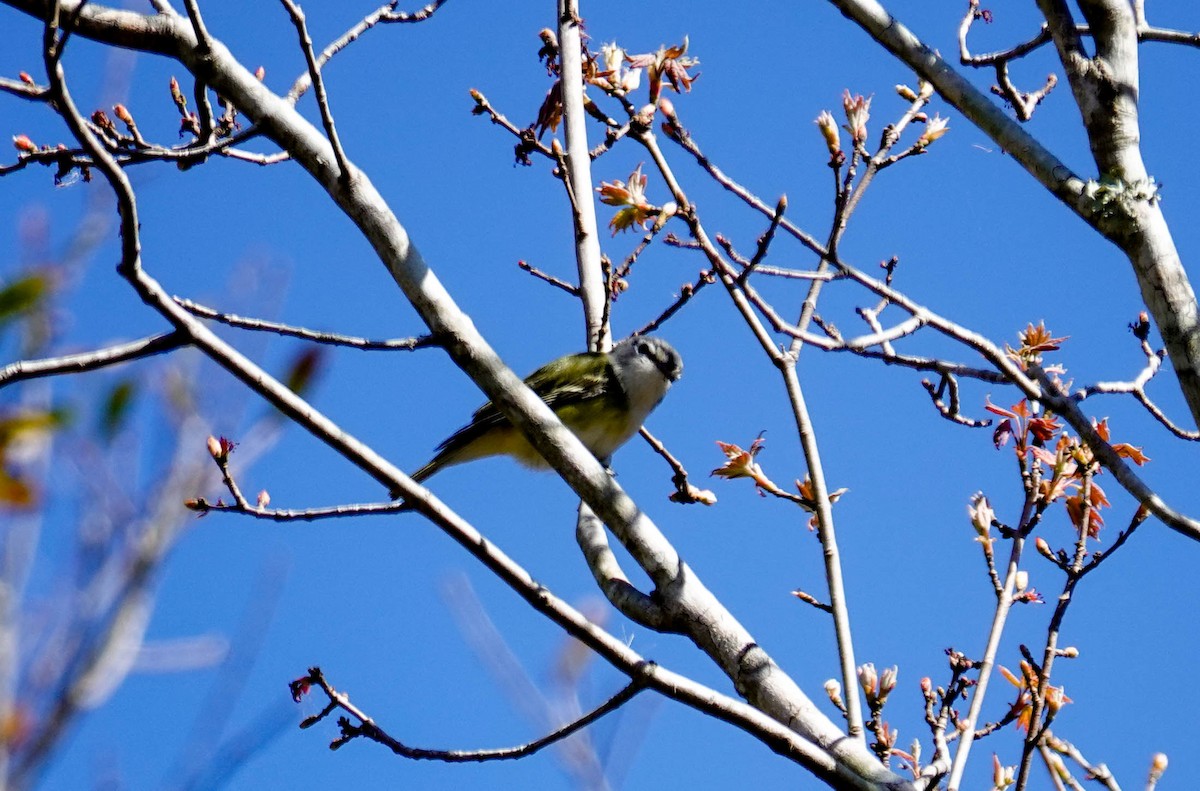 Blue-headed Vireo - ML650322342