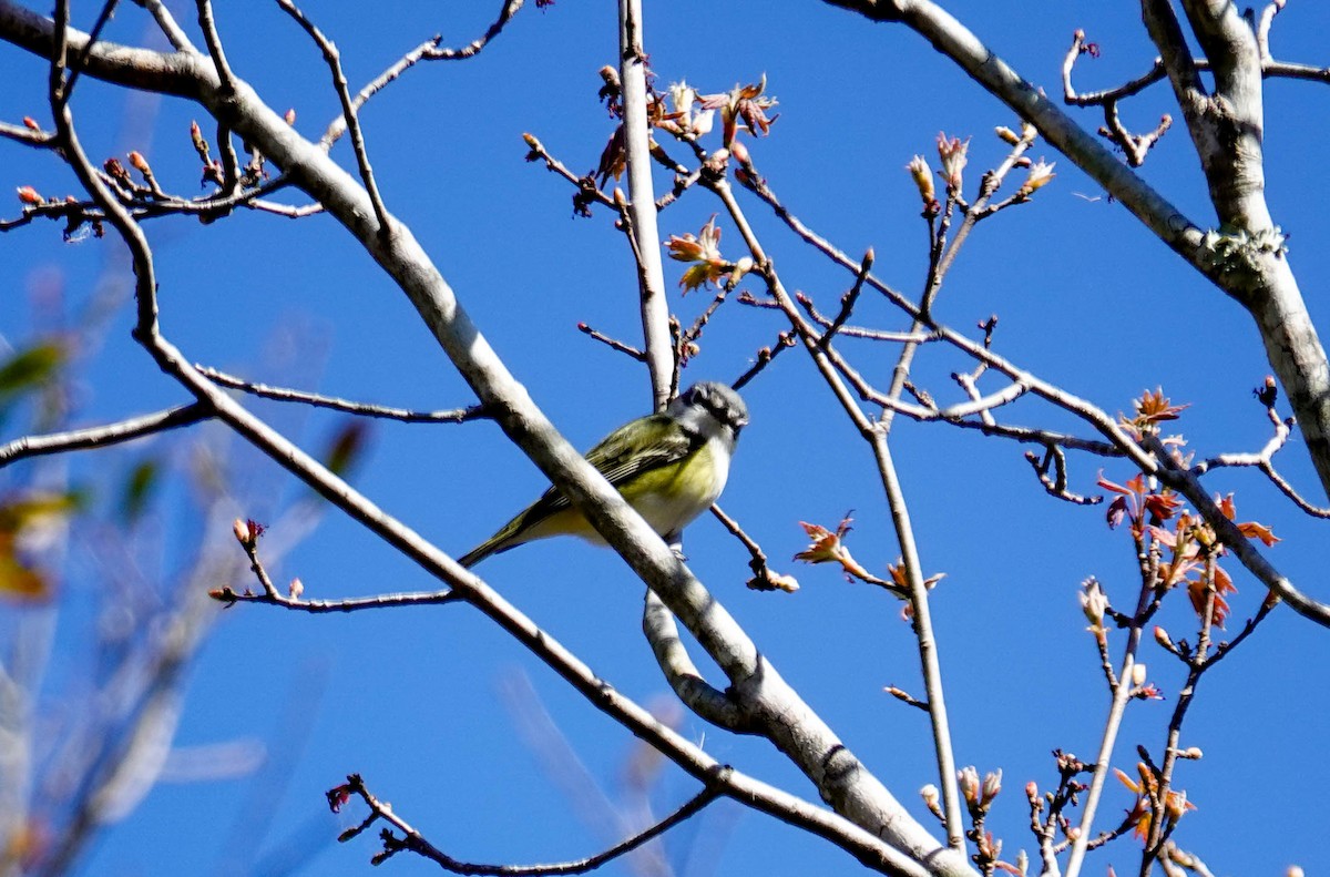 Blue-headed Vireo - ML650322343