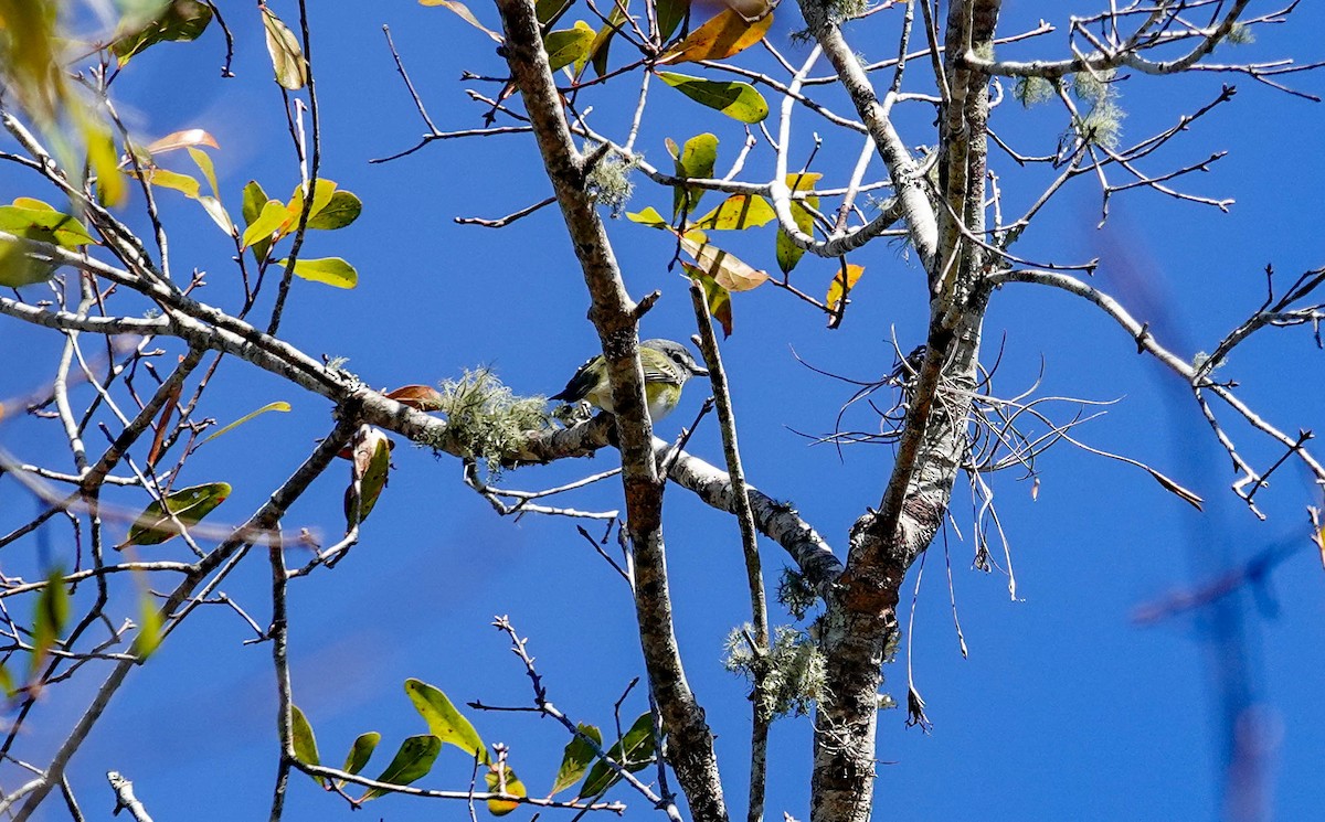Blue-headed Vireo - ML650322347