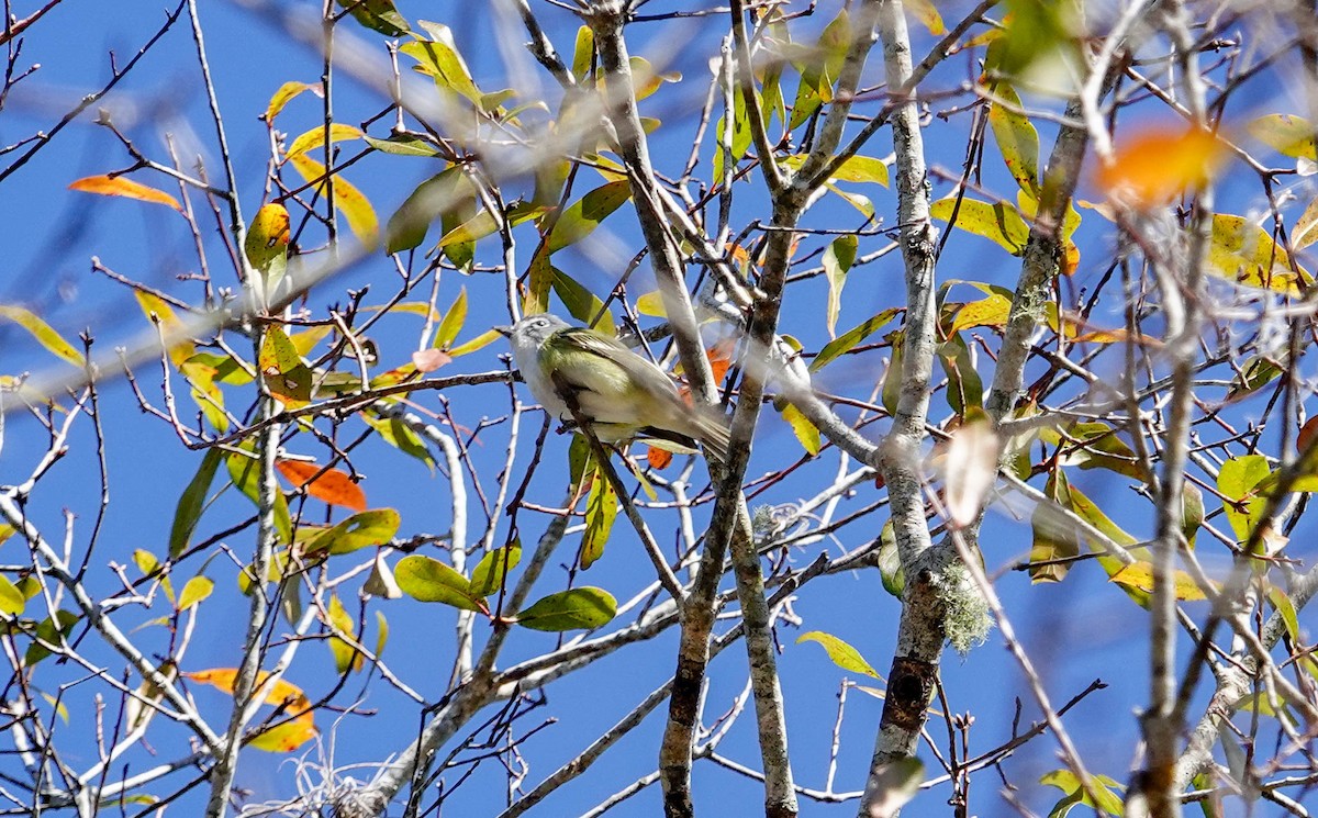 Blue-headed Vireo - ML650322348