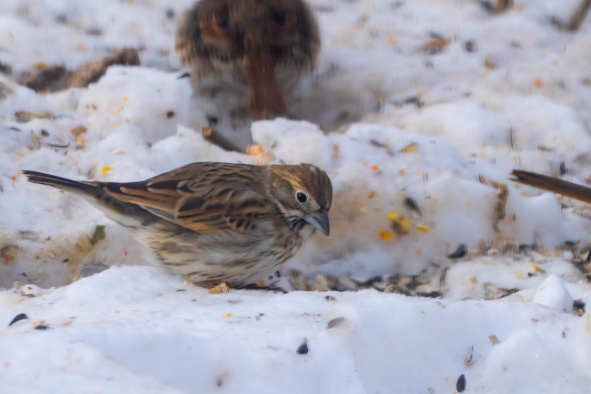 svartspurv - ML650322623