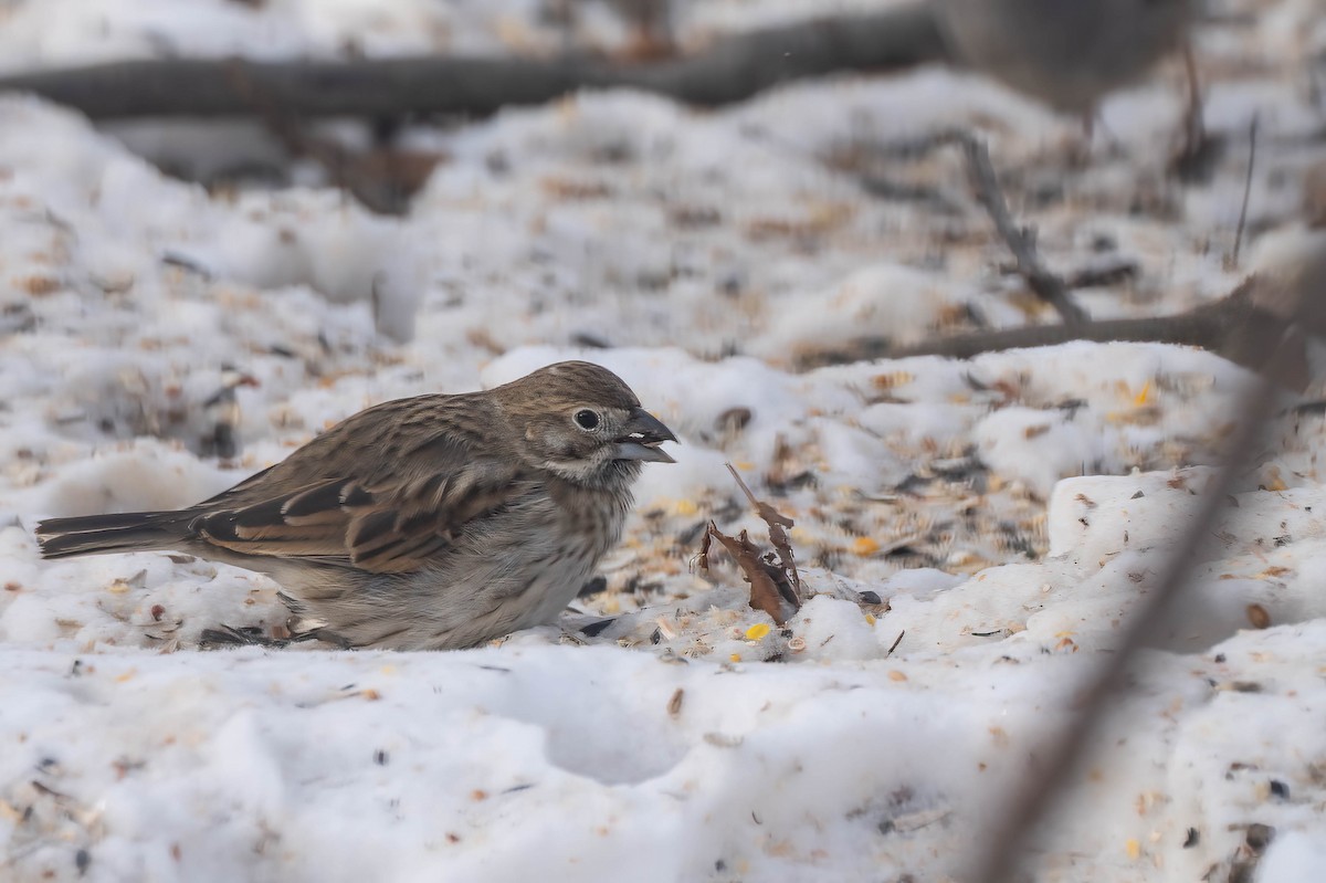 svartspurv - ML650322624