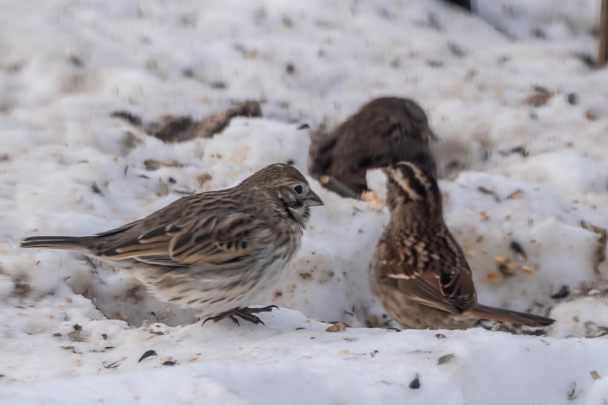 svartspurv - ML650322625