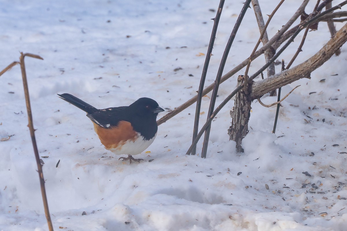 rødsidetovi - ML650322632