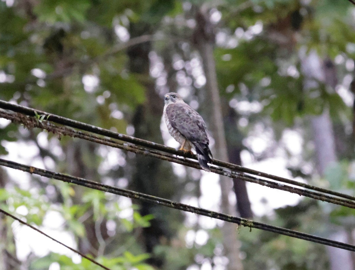 Busardo Aliancho - ML650322660