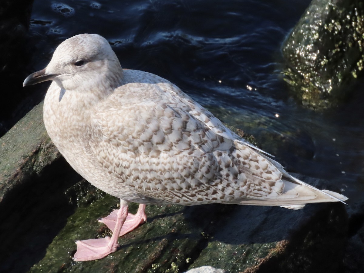 eBird Checklist - 5 Feb 2026 - Ceasar's Bay Bazaar - 11 species (+2 ...