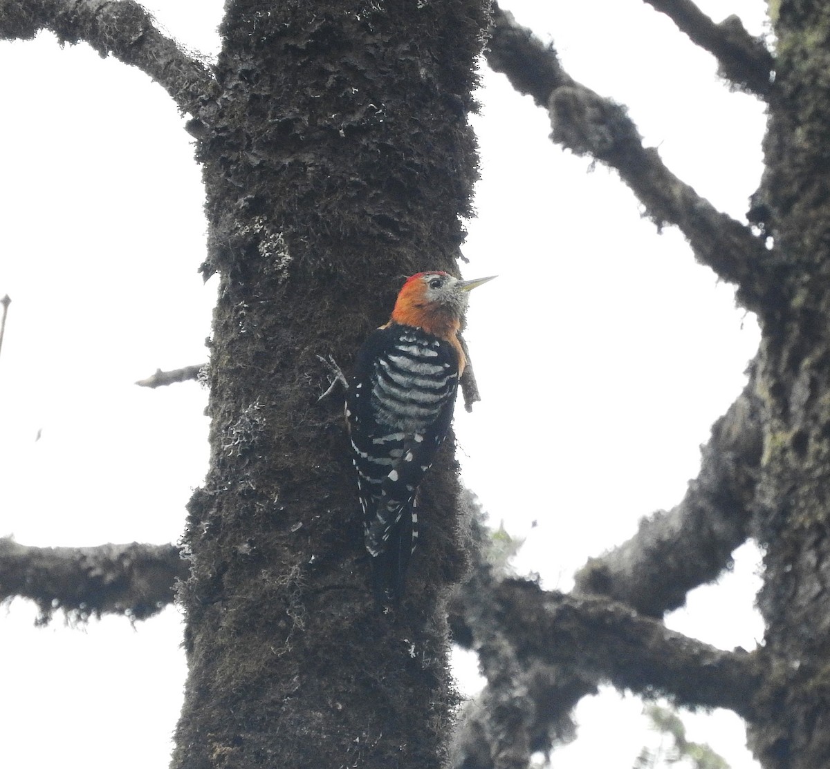 Rufous-bellied Woodpecker - ML650323044