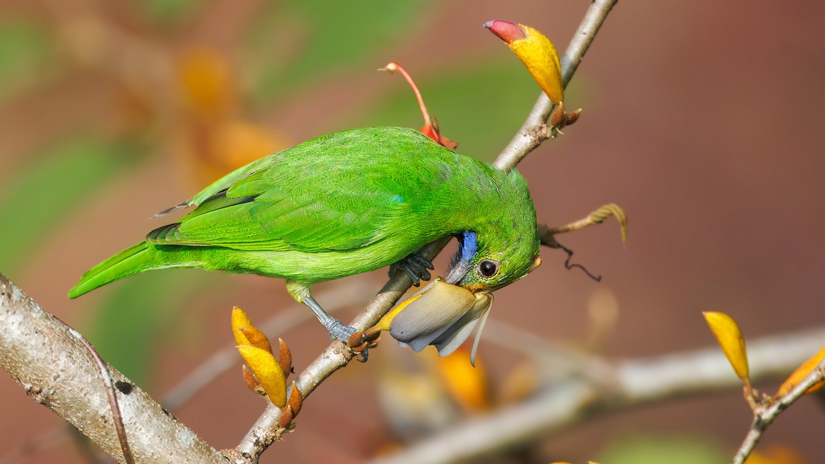 Altın Alınlı Yaprakkuşu - ML650323488