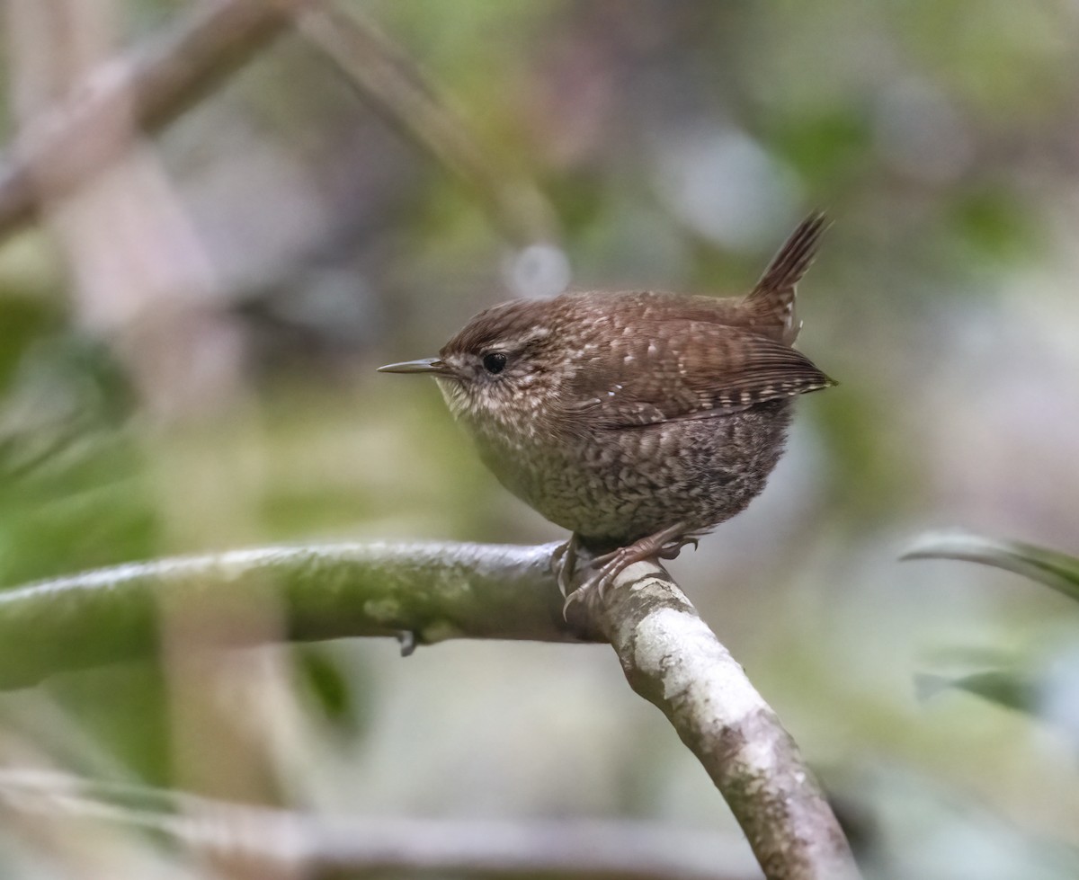 střízlík kanadský - ML650323489