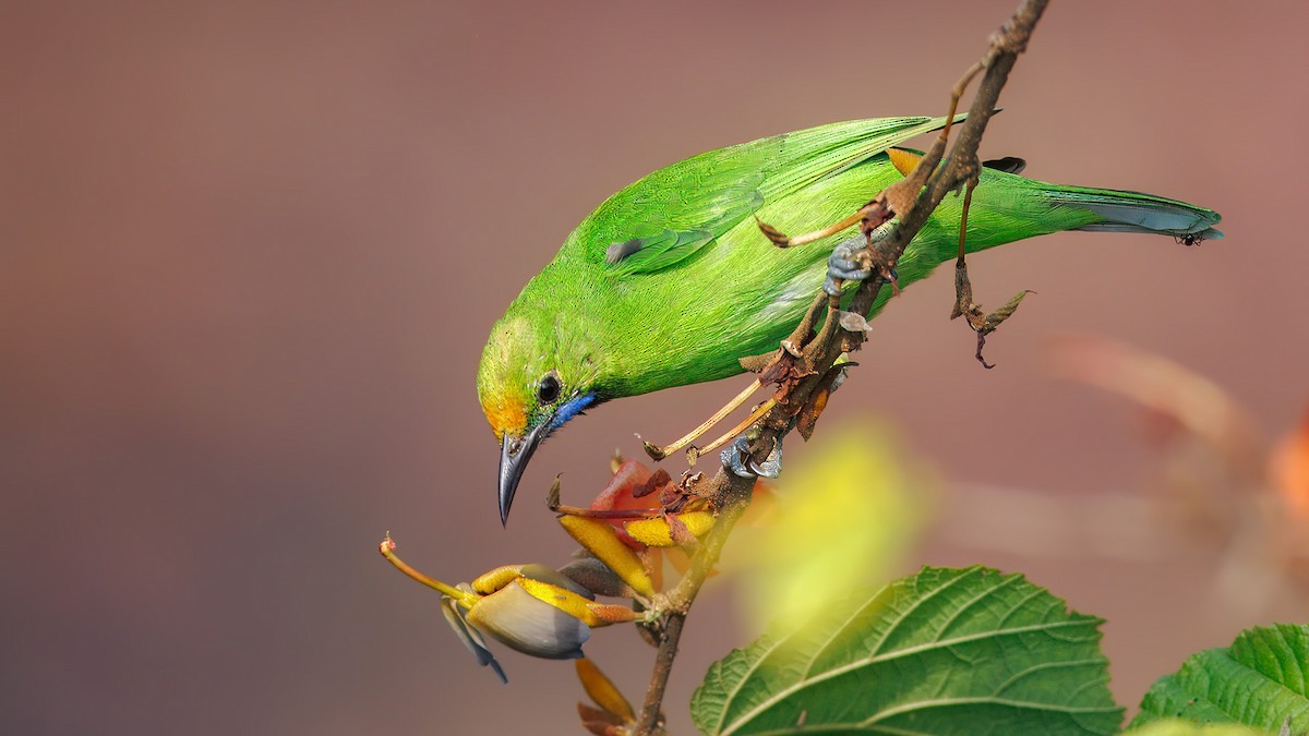 Altın Alınlı Yaprakkuşu - ML650323493