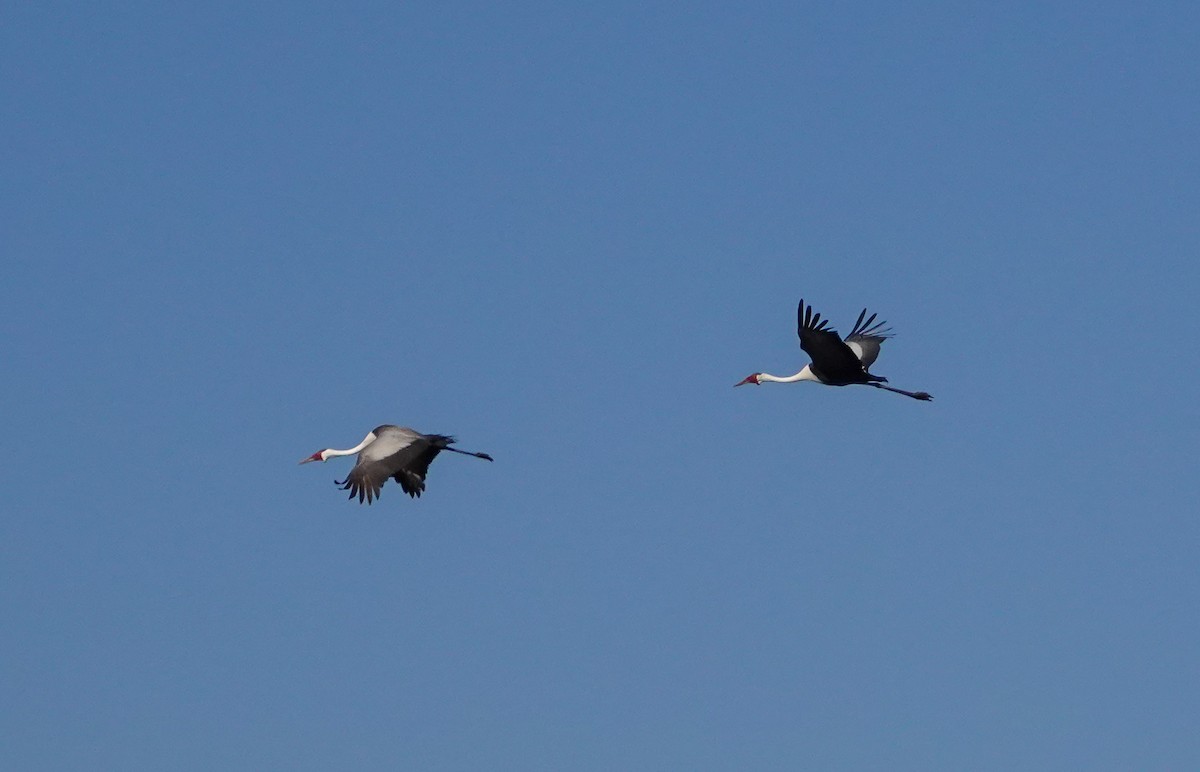 Журавель білошиїй - ML650323675