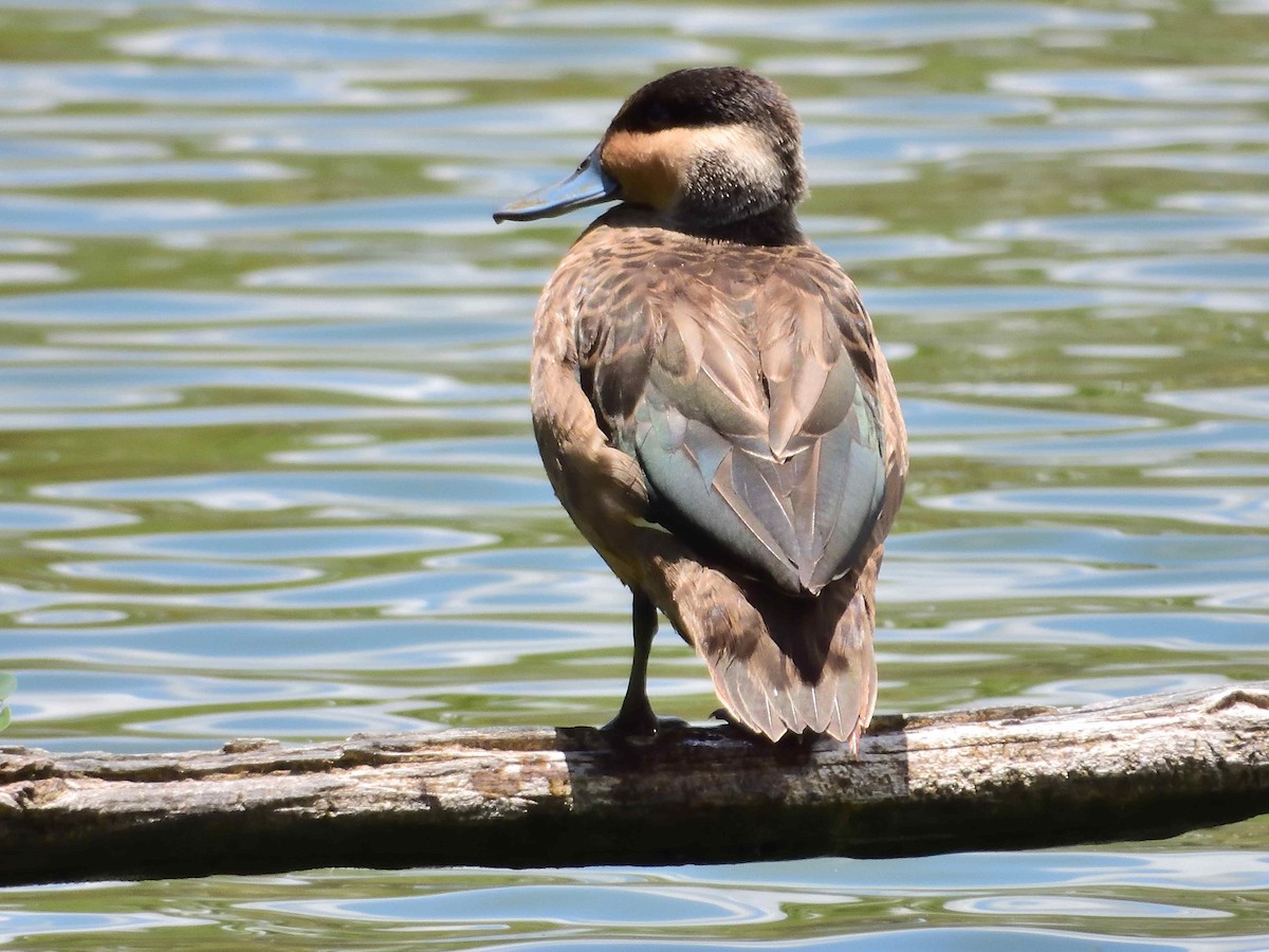 Blue-billed Teal - ML650323748