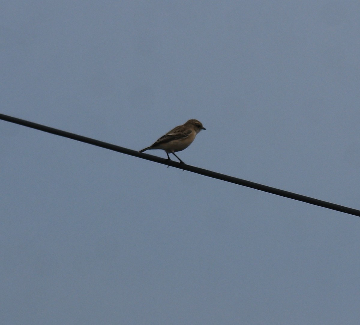 シベリアノビタキ - ML650323785