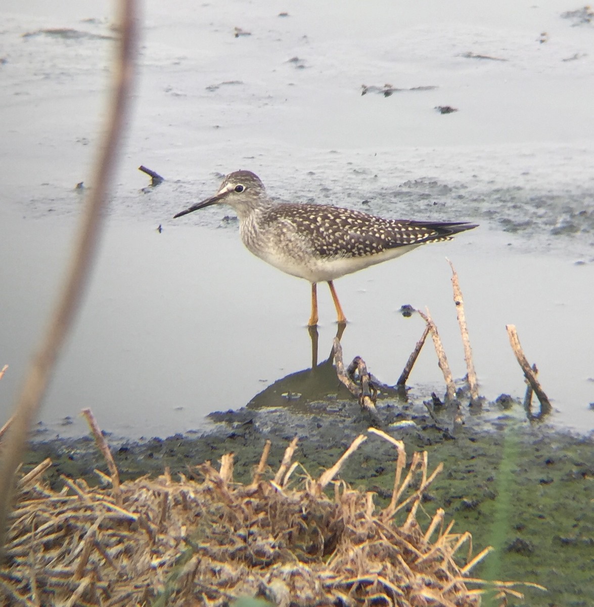 Greater Yellowlegs - ML65032381