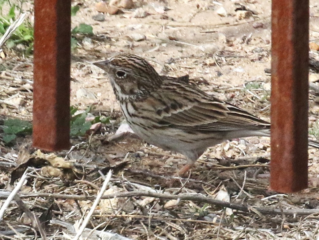 Пасовник польовий - ML650323834