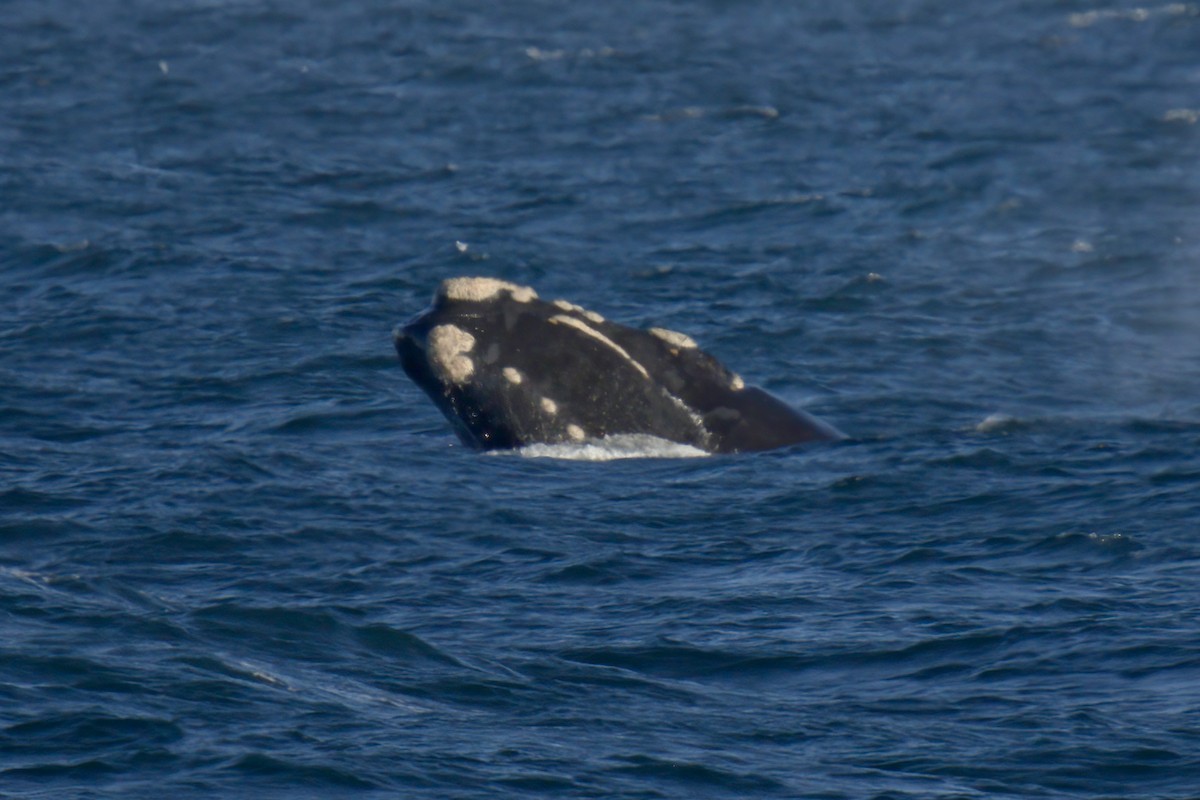 Southern Right Whale - ML650323869