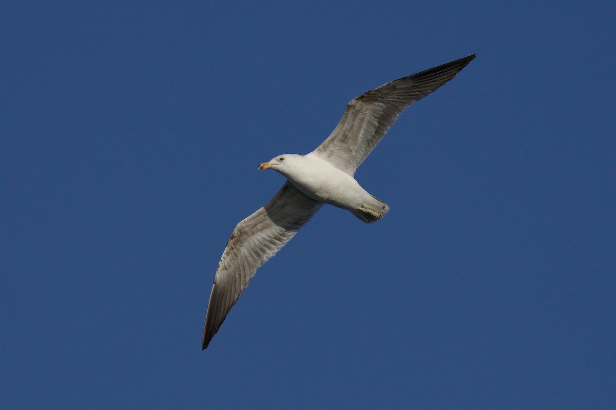 Kelp Gull - ML650323894