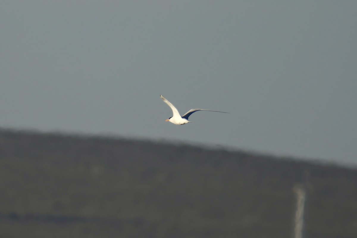 Royal Tern - ML650323899