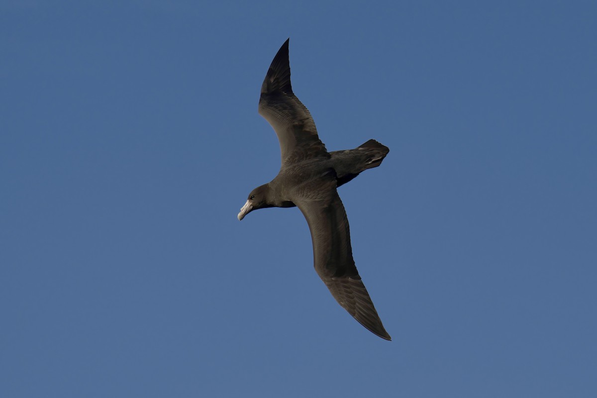 Southern Giant-Petrel - ML650323910
