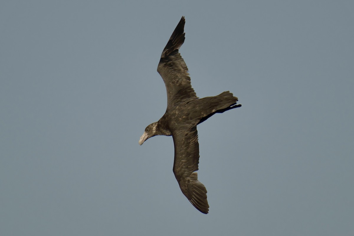 Southern Giant-Petrel - ML650323911