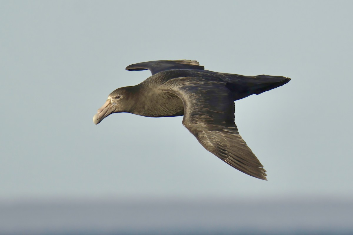 Southern Giant-Petrel - ML650323912
