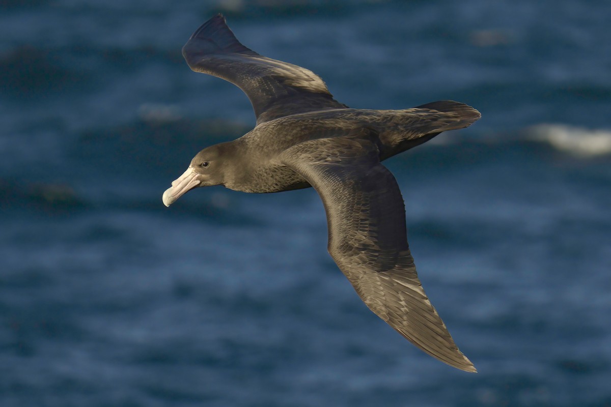 Southern Giant-Petrel - ML650323913