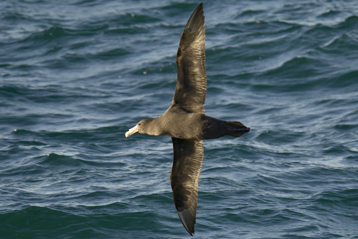 Southern Giant-Petrel - ML650323914