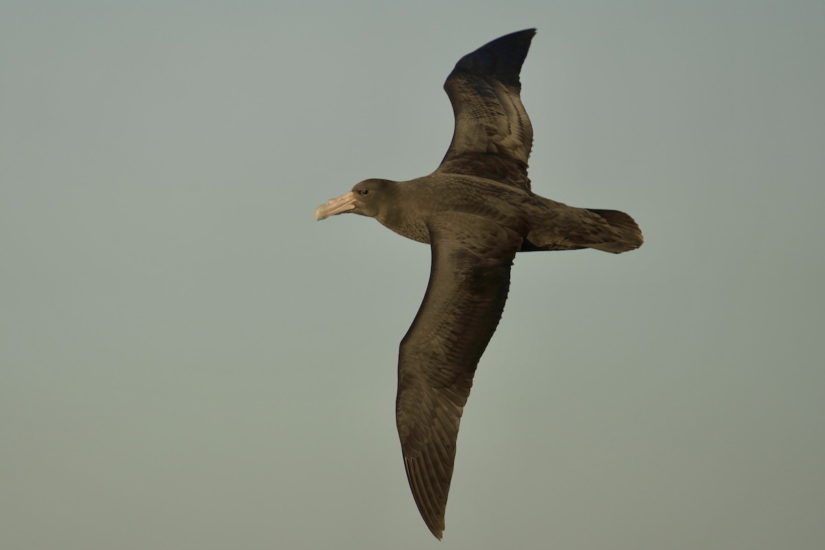 Southern Giant-Petrel - ML650323915
