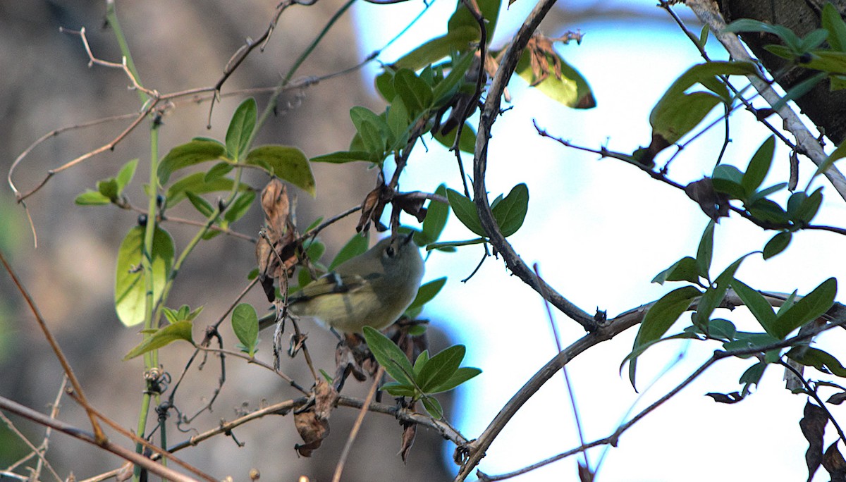 Ruby-crowned Kinglet - ML650324031