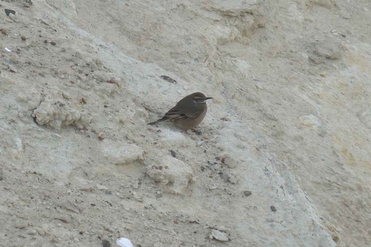 Buff-winged Cinclodes - ML650324034