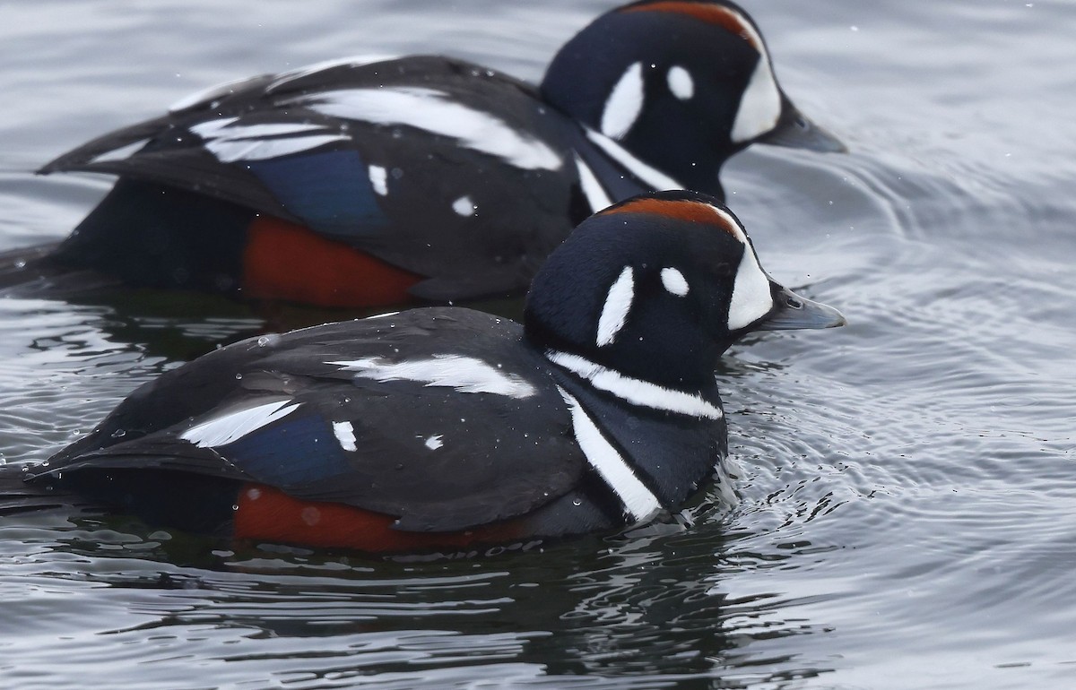 kačka strakatá - ML650324086