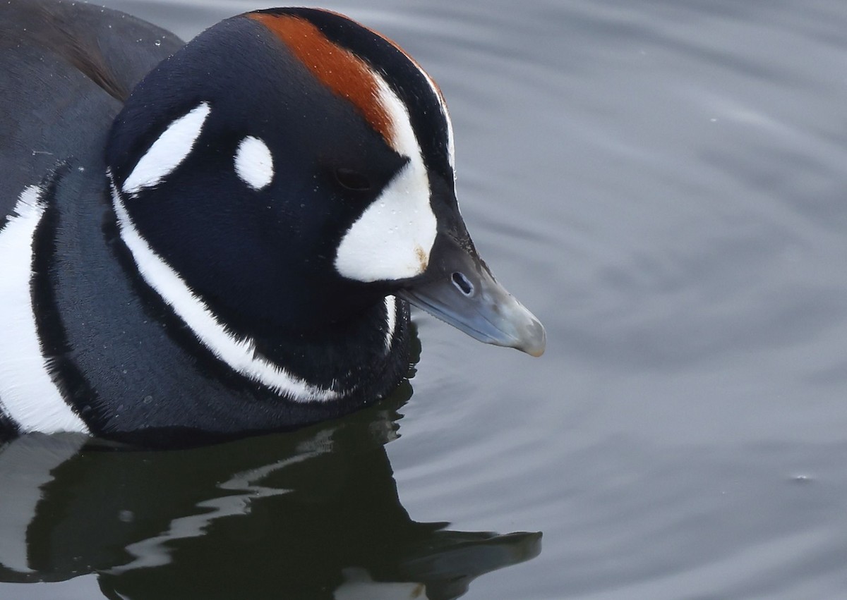 kačka strakatá - ML650324087