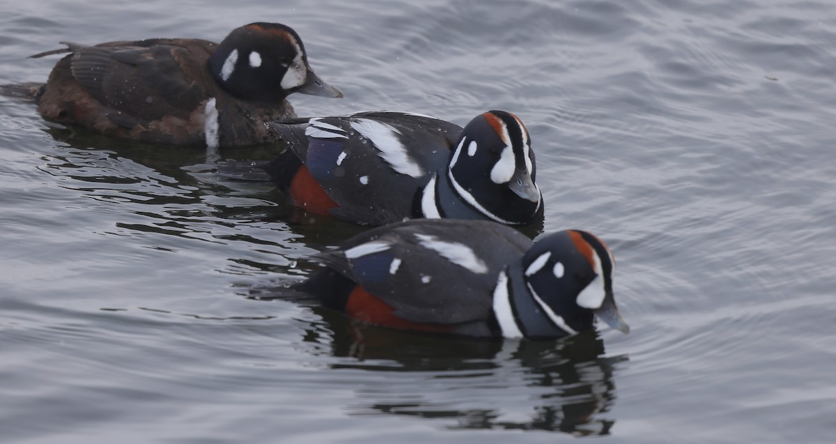 kačka strakatá - ML650324090