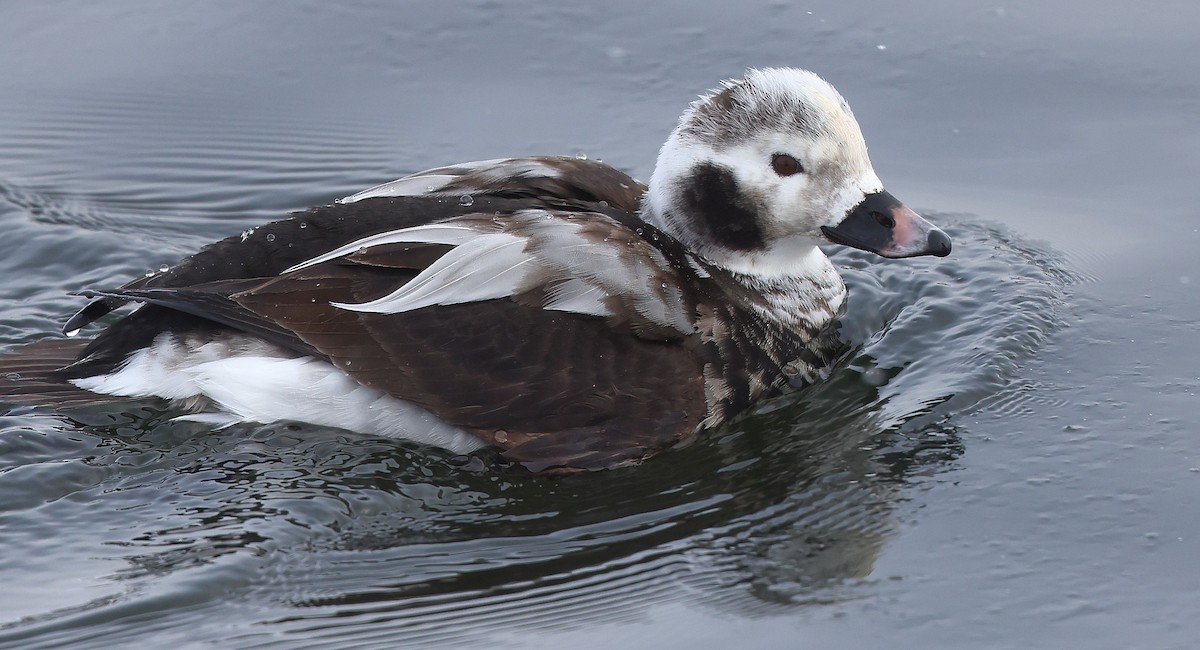 hoholka lední - ML650324121