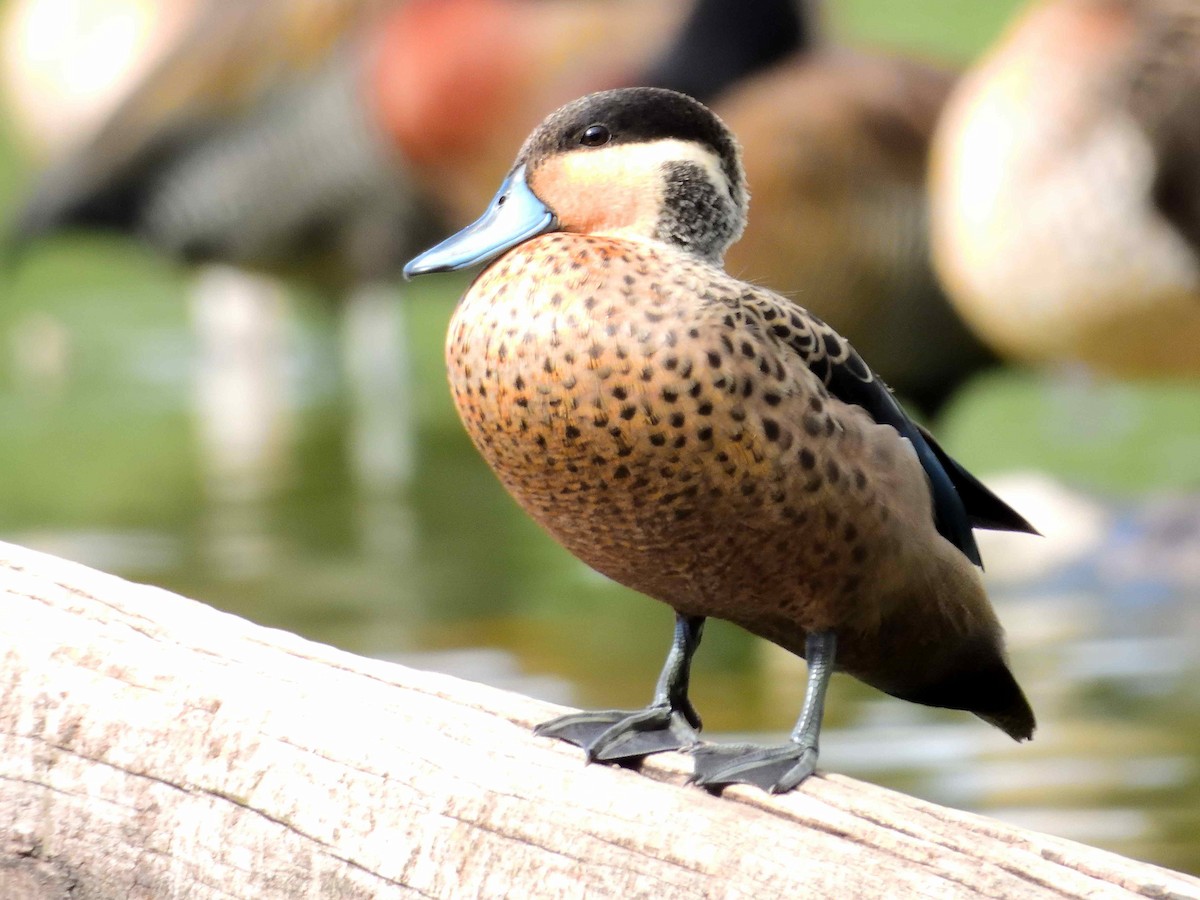 Blue-billed Teal - ML650324132