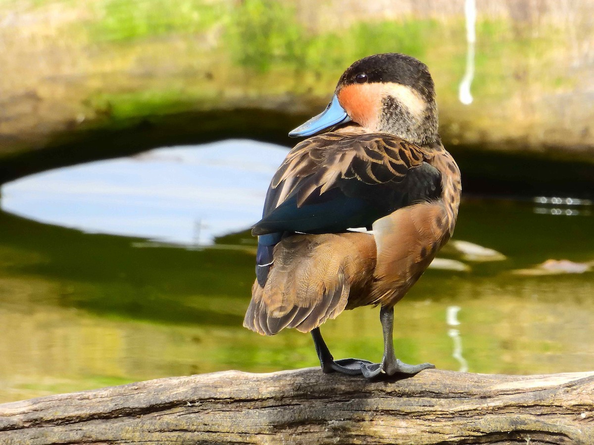 Blue-billed Teal - ML650324137