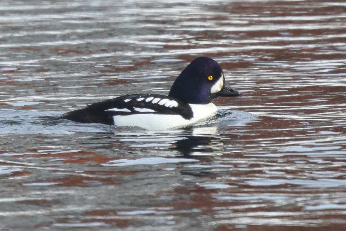 hohol islandský - ML650324150