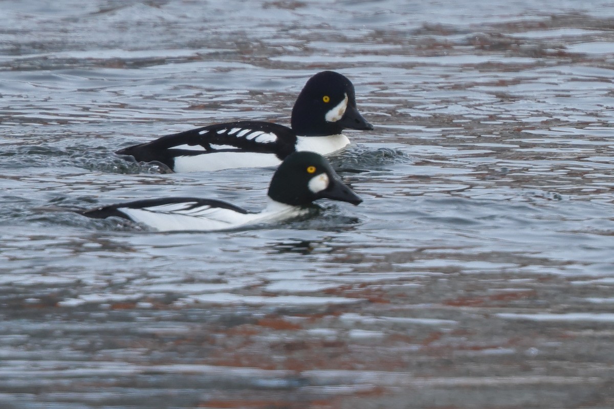 hohol islandský - ML650324151