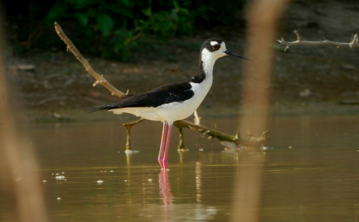 Schwarznacken-Stelzenläufer - ML65032421